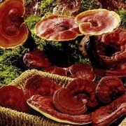 Гъба Рейши – лечебни свойства, мнения, рецепти